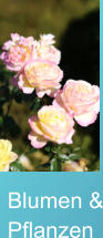 Blumen & Pflanzen